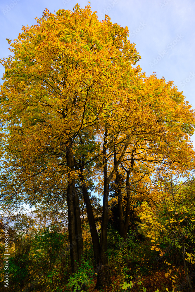 Fototapeta premium Forest in autumn, Armenia