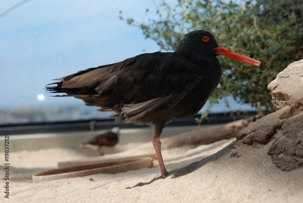 Eurasian Blackbird Eurasian Blackbird