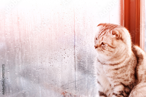 Scottish Fold cat looks at window with condensation. Portrait with big eyes close-up on blurry background with high humidity photo