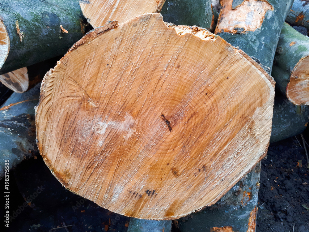 close-up texture of hornbeam tree. round tree rings background close-up texture of hornbeam tree. round tree rings background