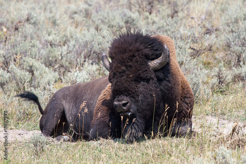 Bison 7