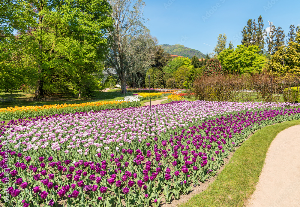 Botanical Gardens of Villa Taranto with colorful tulips in bloom, Pallanza, Verbania, Italy.