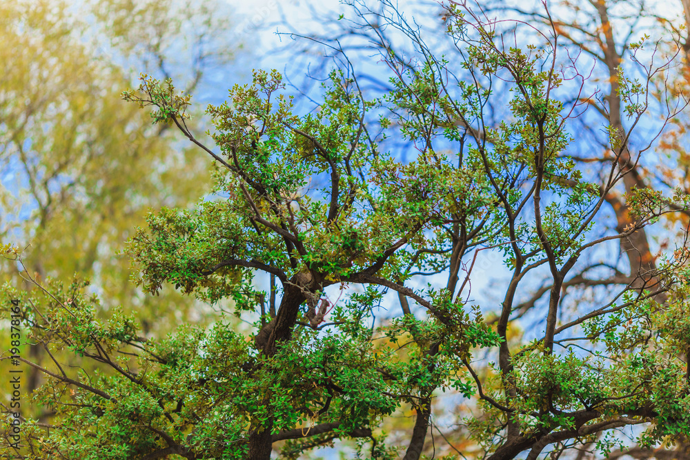 Fototapeta premium green pine tree on blue sky background