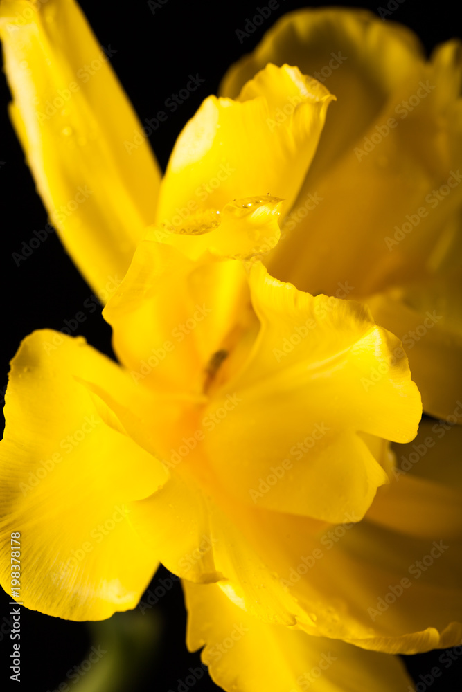 Stylish photo with only one flower Stylish photo with only one flower