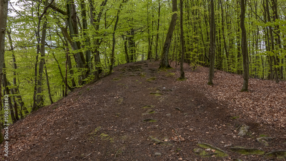 road in beech forest