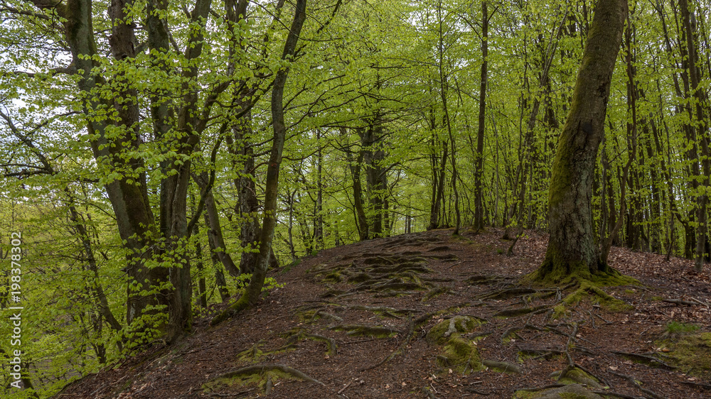 road in beech forest road in beech forest