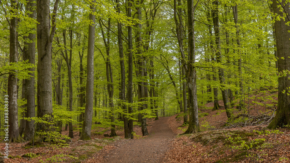 Fototapeta premium road in beech forest