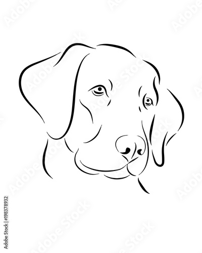 Labrador dog line art, tribal. Freehand vector illustration.