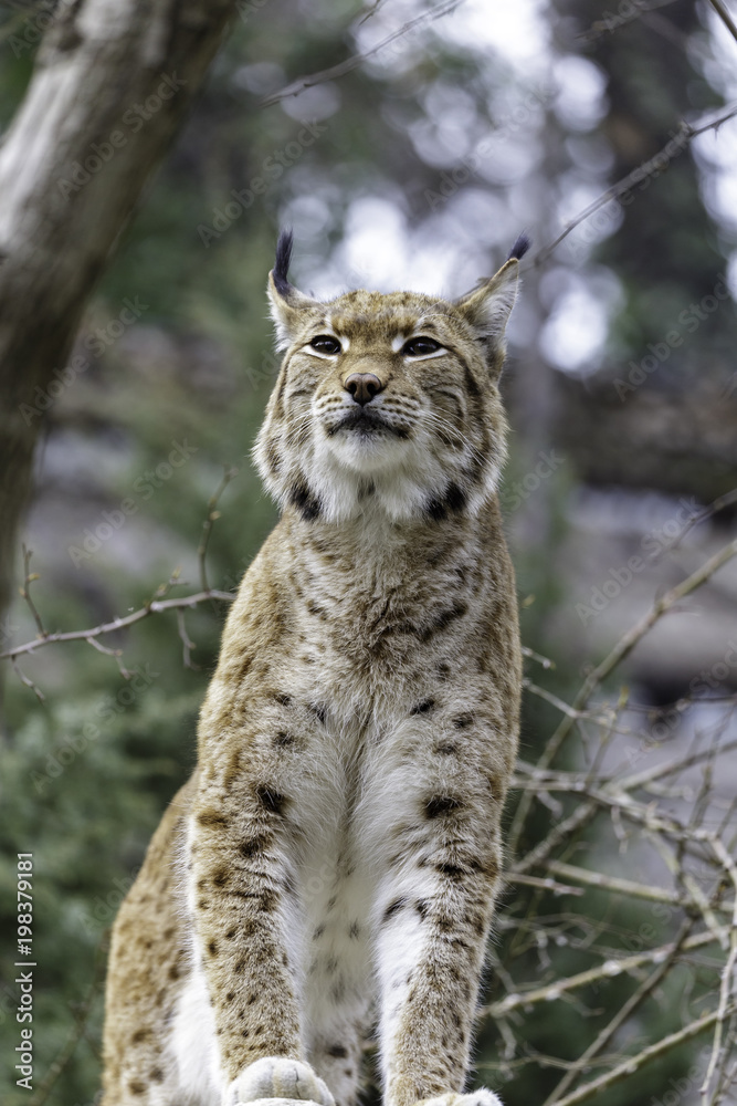 Fototapeta premium The Eurasian lynx
