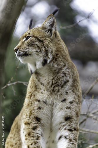 The Eurasian lynx