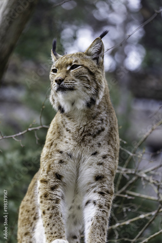 The Eurasian lynx © saad