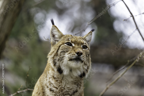 The Eurasian lynx