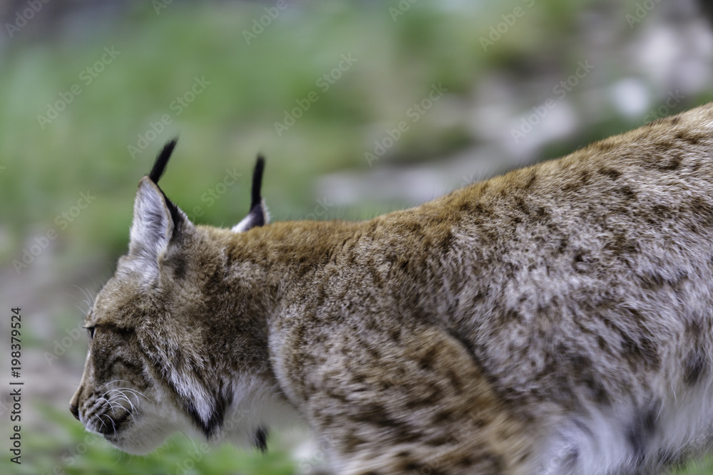 Fototapeta premium The Eurasian lynx
