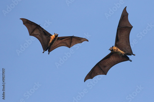 Two Giant Indian flying fox bats on the fly,  Pteropus  giganteus