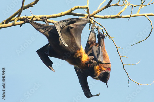 Two Giant Indian flying fox bats is fighting