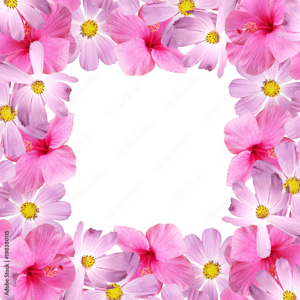 Beautiful floral background with cosmos and hibiscus Beautiful floral background with cosmos and hibiscus