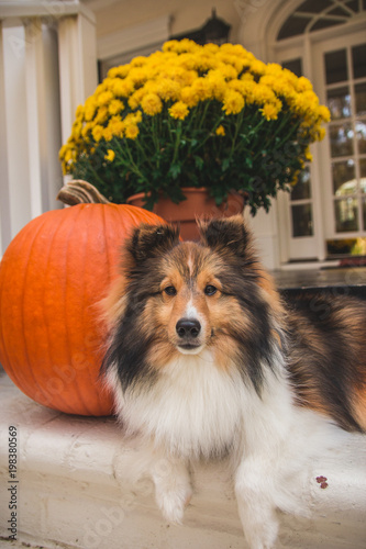 Pumpkin Patch
