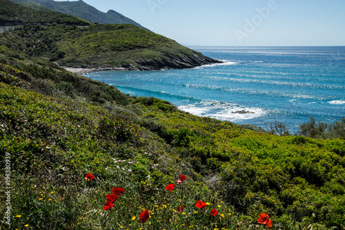 Corsican coastline with poppies field in a foreground and blue Mediterranenan sea in a foreground. photo