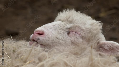 Lamb relaxing and ruminating photo