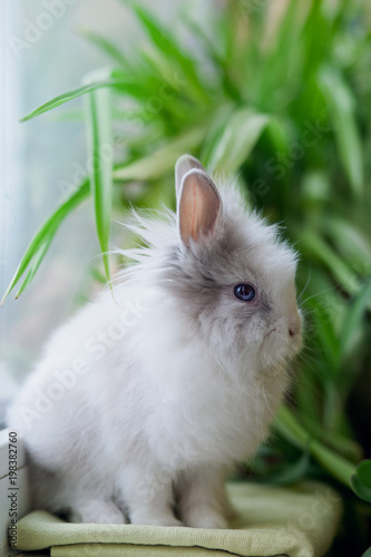 white angora rabbit sits near a green bush