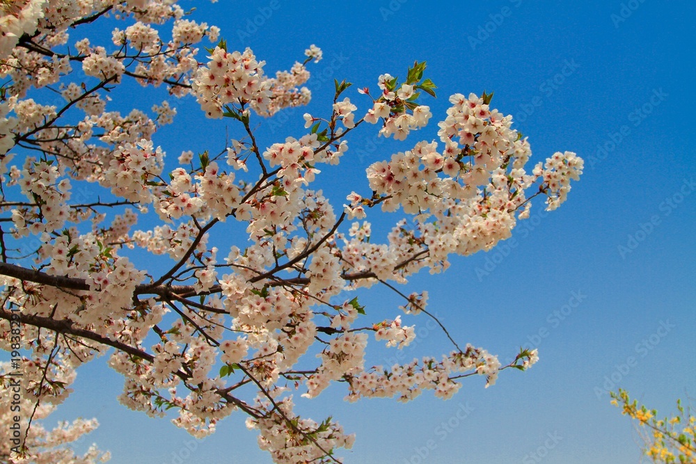 Cherry blossom in spring Cherry blossom in spring