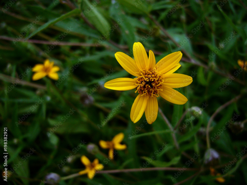 Yellow Zinna Closeup