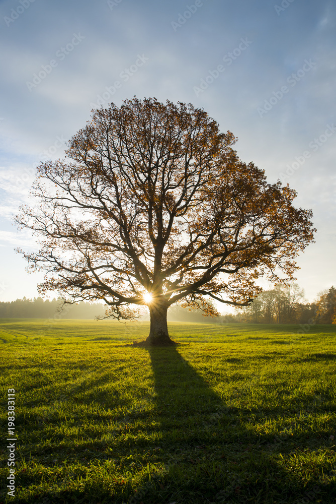 Obraz premium Sun popping through the almost empty branches of a beech tree on autumn morning in october