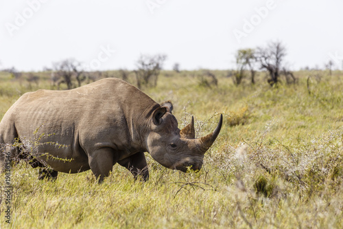 Breitmaulnashorn  white rhinoceros  Ceratotherium simum