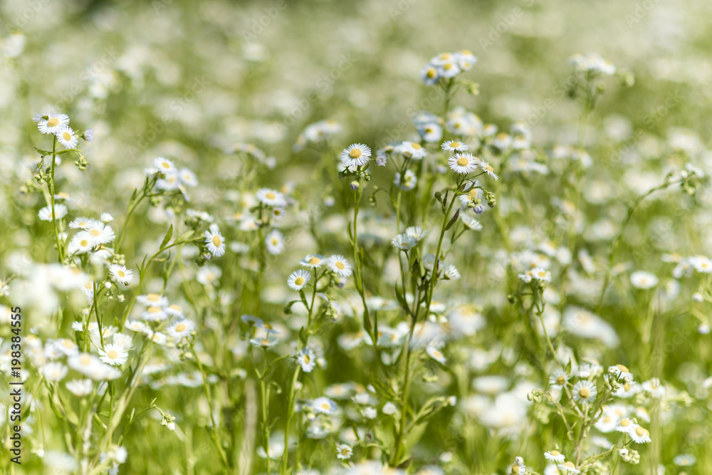 Chamomile flower, nature and environment.