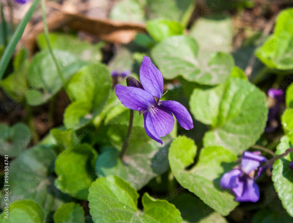 Violet Violet