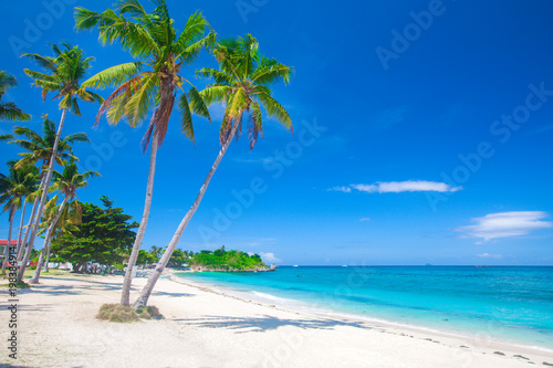 beach and coconut plm tree