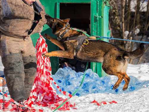 Dog, shepherd, delays the offender, training sessions