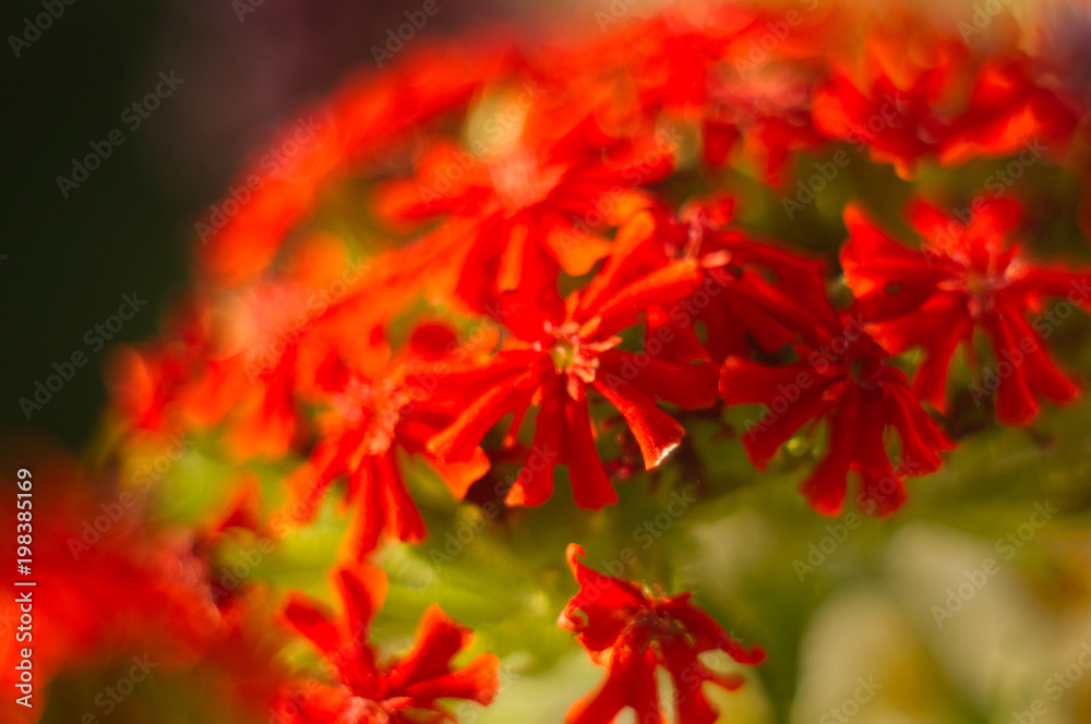 a bouquet of bright spring flowers of various types a bouquet of bright spring flowers of various types