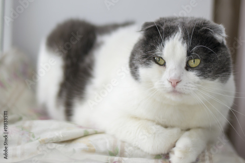 Portrait of a sad cat that sits on a windowsill photo