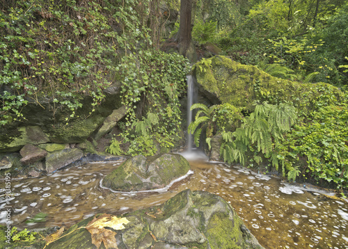 Waterfall and plants at the Grotto Portland OR.