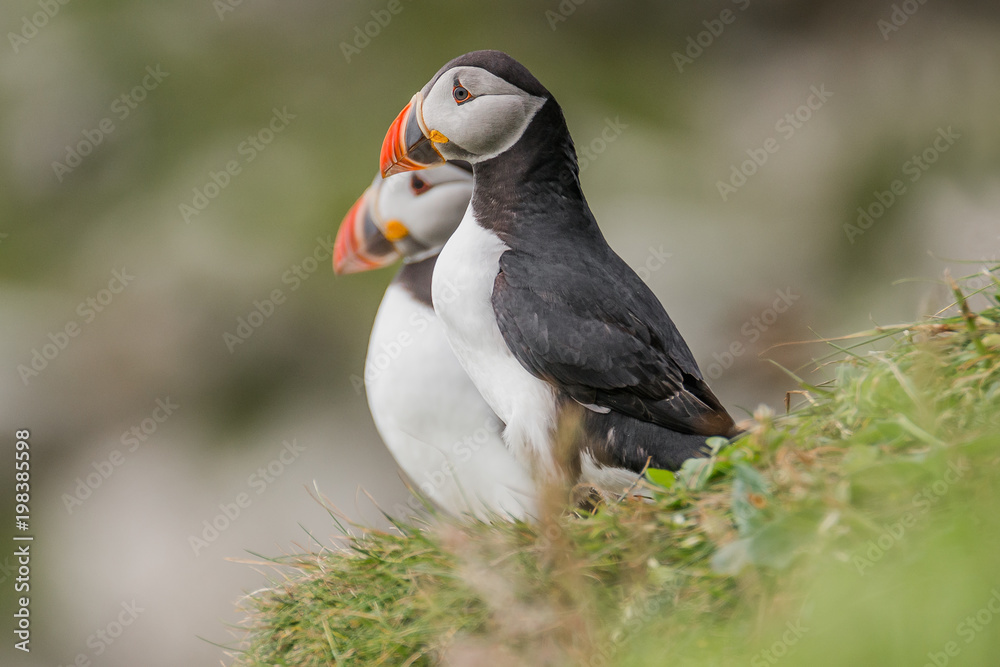 Naklejka premium North Atlantic puffins at Faroe island Mykines