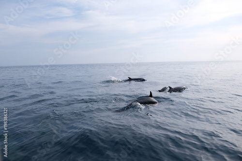 Group of dolphins with youngsters