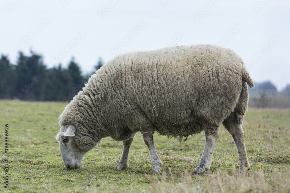 Fototapeta premium Sheep in the pasture.