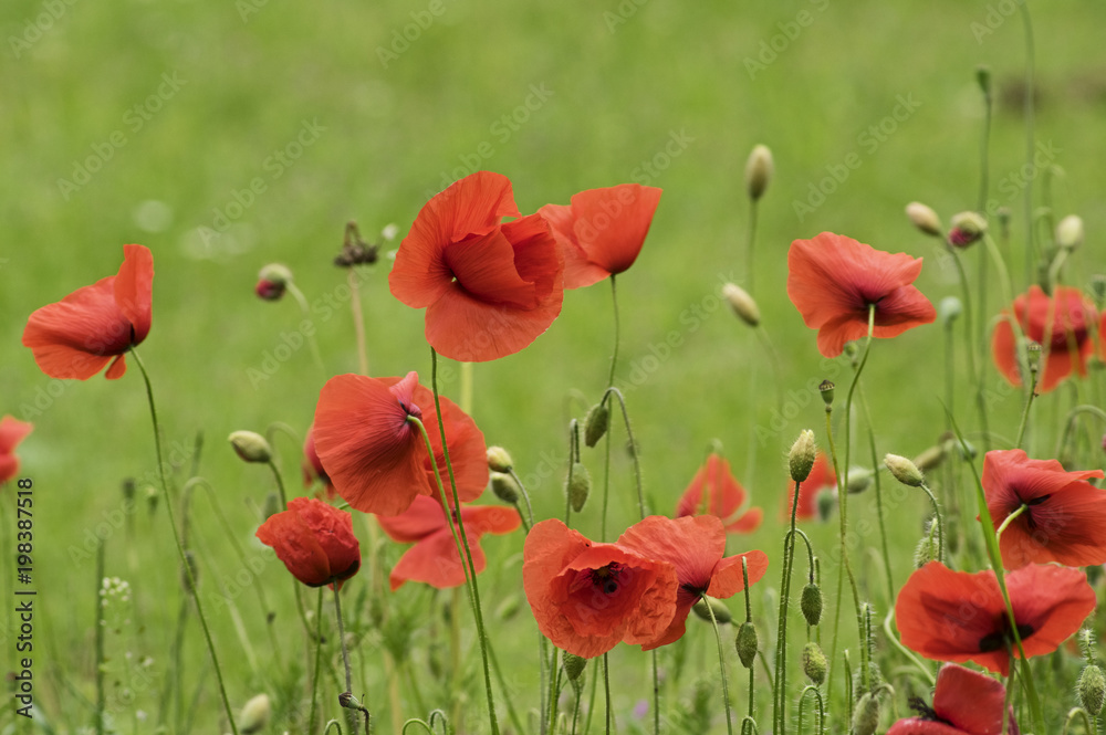 Obraz premium Wiese mit Mohnblüten