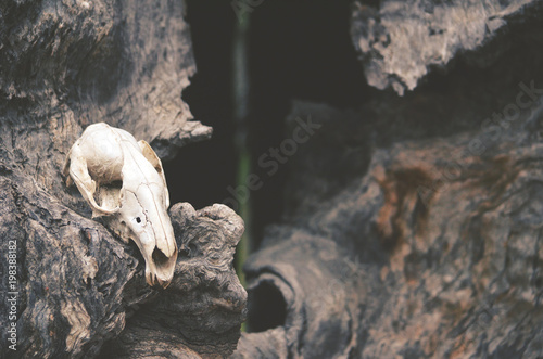 Kangaroo skull on dead tree in front of tree hollow. Moody, dark, pagan and animal totem concepts. © KHBlack