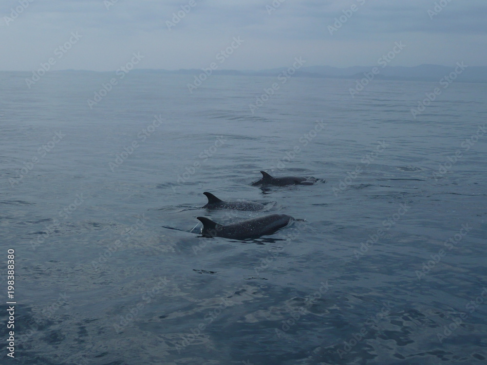 Fototapeta premium Group of dolphins with youngsters