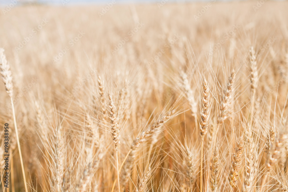 Ripe harvest, agricultural land. Gold wheat field and blue sky. Summer day, rural countryside. Ripe harvest, agricultural land. Gold wheat field and blue sky. Summer day, rural countryside.