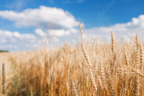 Ripe harvest, agricultural land. Gold wheat field and blue sky. Summer day, rural countryside.