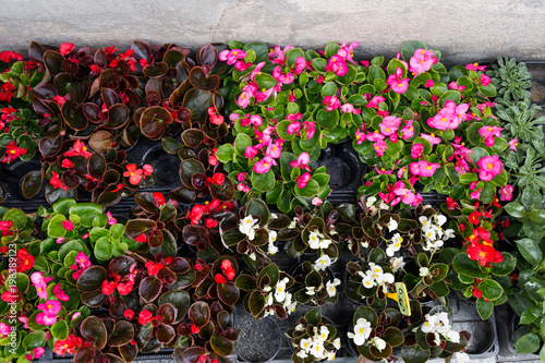 Colorful spring flowers in flower market, Rome Italy, Spring photo