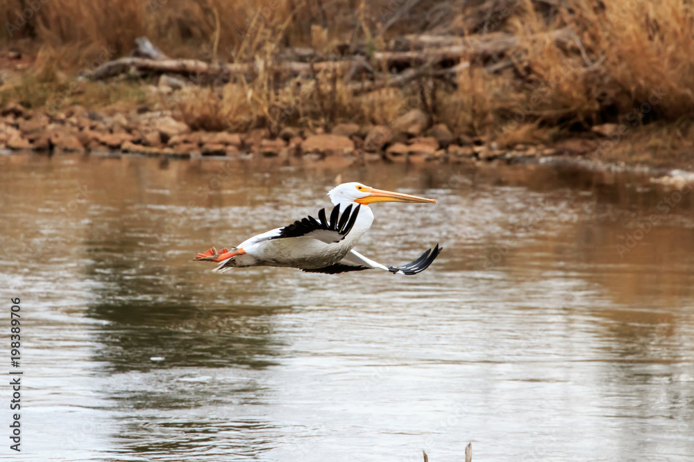 American White Pelican (Pelecanus erythrorhynchos) flying over Lake Hefner in Oklahoma City