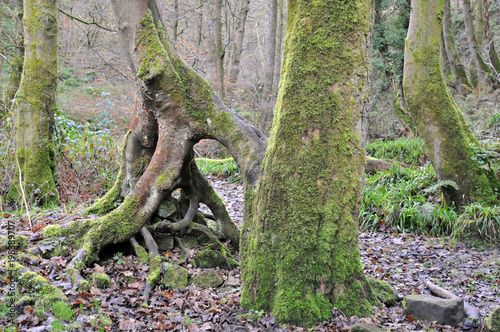 moss covered beech tree trunks with twisted roots in a misty winter forest
