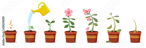 Plant growing stages. Green flower in pots vector illustration