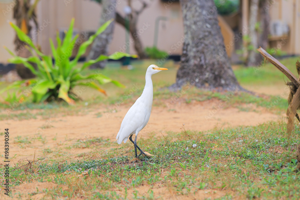 Obraz premium Eastern Great Egret