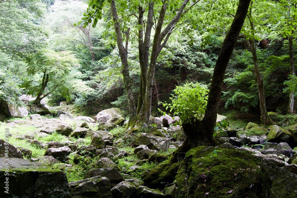 Akame 48 Waterfalls: Mysterious scenery with giant trees & huge moss covered rock formations, untouched nature, lush green vegetation, cascading waterfalls & natural pools in rural Japan near Osaka Akame 48 Waterfalls: Mysterious scenery with giant trees & huge moss covered rock formations, untouched nature, lush green vegetation, cascading waterfalls & natural pools in rural Japan near Osaka