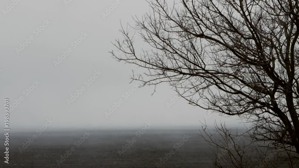 spring fog over the field